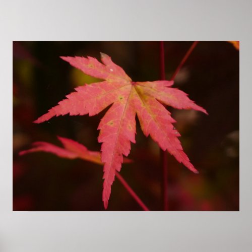 Japanese Maple Leaf Poster