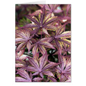 Japanese Maple Leaves (Front)