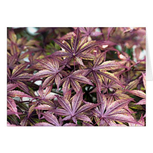 Japanese Maple Leaves (Front Horizontal)
