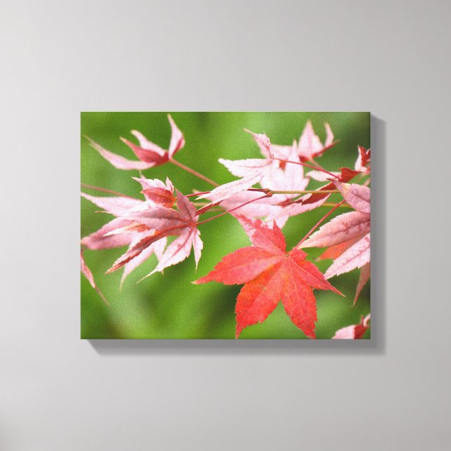 Japanese Maple Leaves Canvas Print (Front)