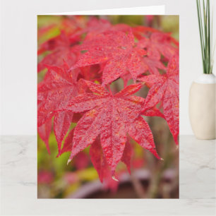 Japanese Maple Leaves Card