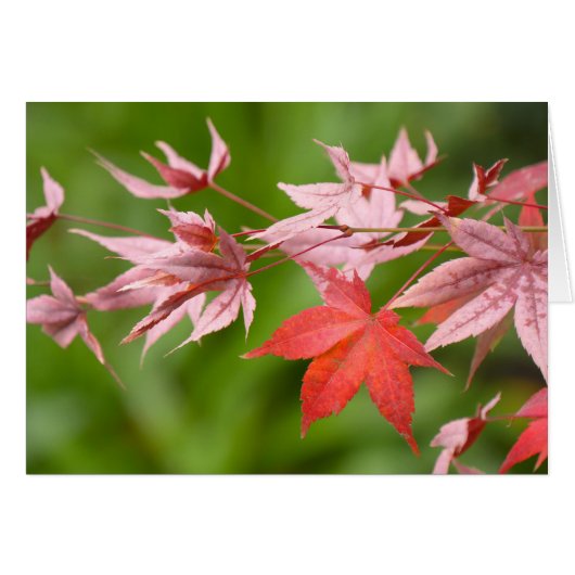 Japanese Maple Leaves Cards (Front Horizontal)