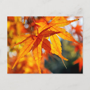 Japanese Maple Leaves in Autumn Postcard