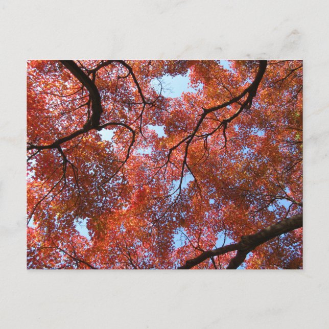 Japanese Maple Leaves in Autumn Postcard (Front)