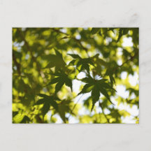 Japanese Maple Leaves in Summer