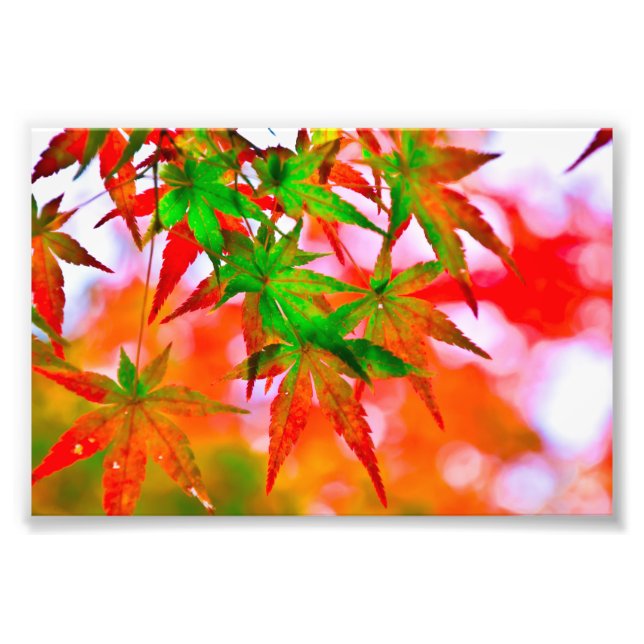Japanese maple leaves photo print (Front)