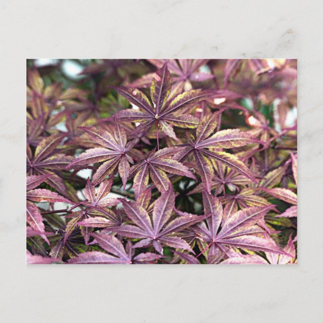 Japanese Maple Leaves Postcard (Front)