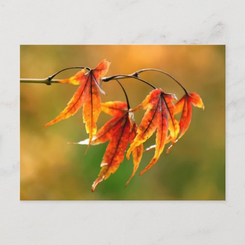 Japanese Maple Leaves   Postcard