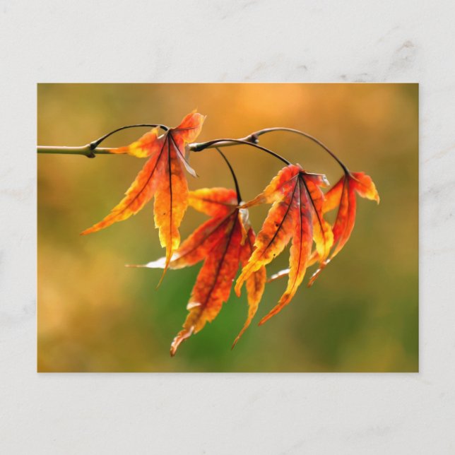 Japanese Maple Leaves   Postcard (Front)