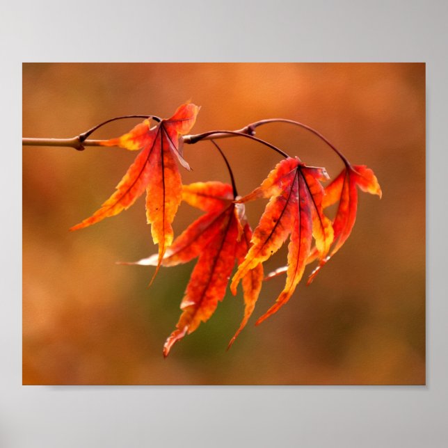 Japanese Maple Leaves Poster (Front)