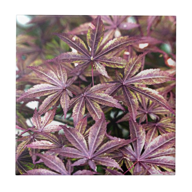 Japanese Maple Leaves Tile (Front)