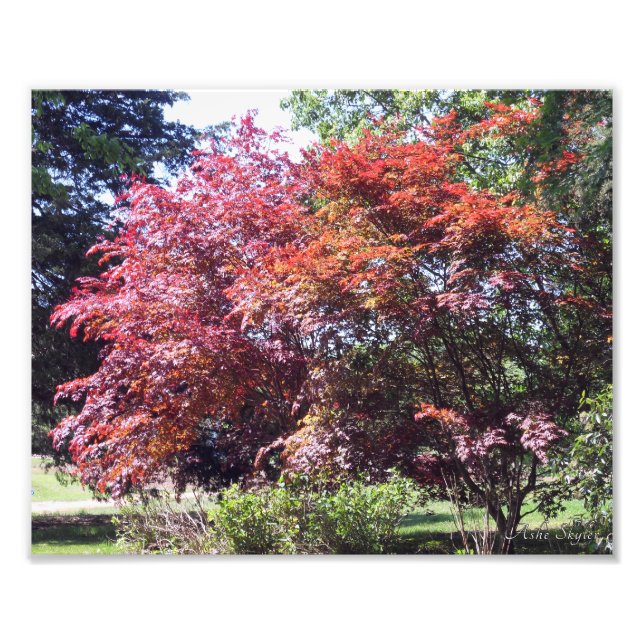 Japanese Maple Photo Print (Front)