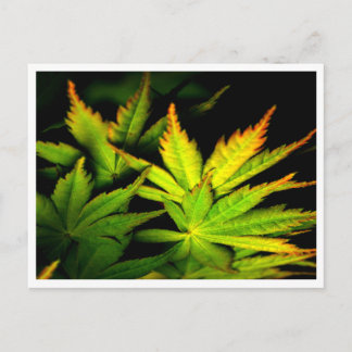 Japanese Maple Postcard