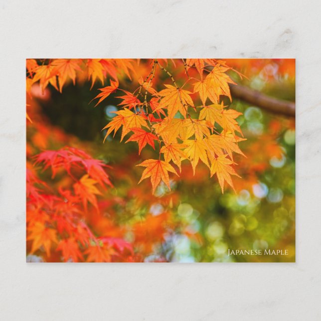 Japanese Maple Postcard (Front)