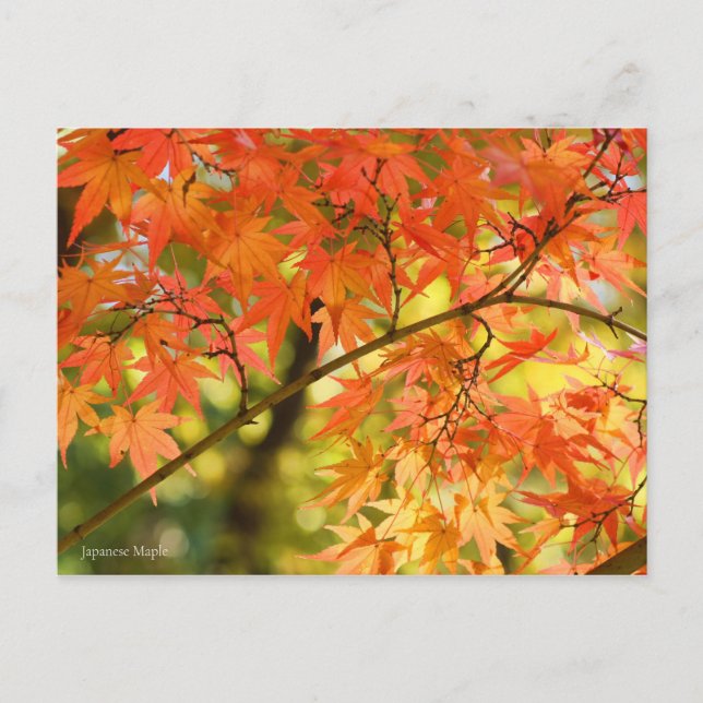 Japanese Maple Postcard (Front)