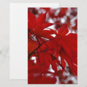 Japanese Maple Tree (Front/Back)