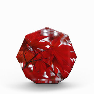 Japanese Maple Tree Acrylic Award
