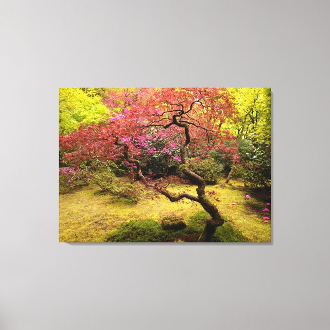 Japanese Maple Tree Canvas Print (Front)