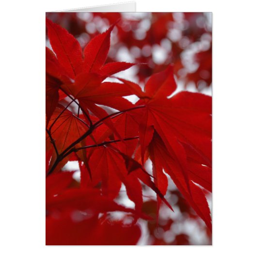 Japanese Maple Tree Cards (Front)
