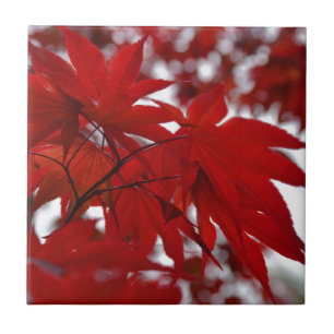 Japanese Maple Tree Ceramic Tile