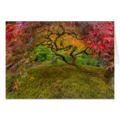 Japanese maple tree in autumn color (Front Horizontal)