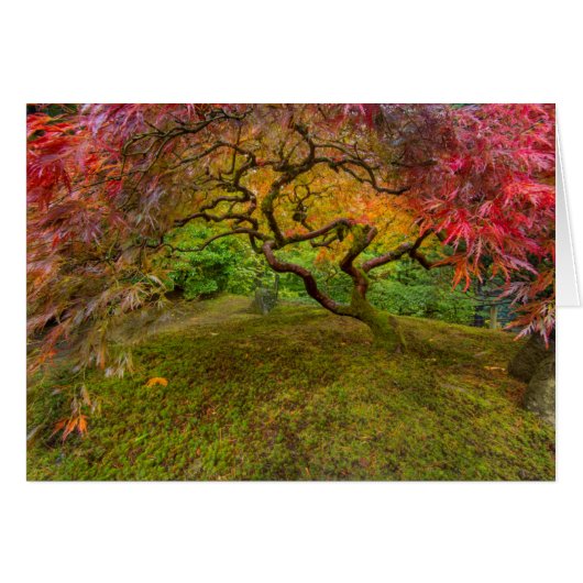 Japanese maple tree in autumn color (Front Horizontal)