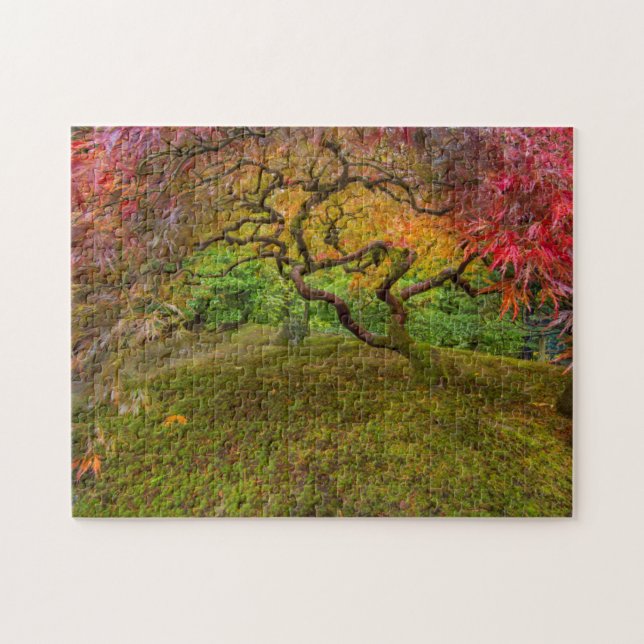 Japanese maple tree in autumn color jigsaw puzzle (Horizontal)