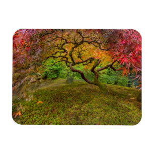 Japanese maple tree in autumn color magnet