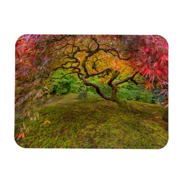 Japanese maple tree in autumn color magnet (Horizontal)