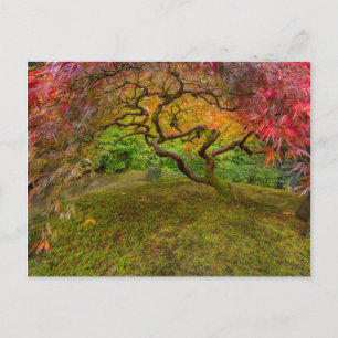 Japanese maple tree in autumn color postcard