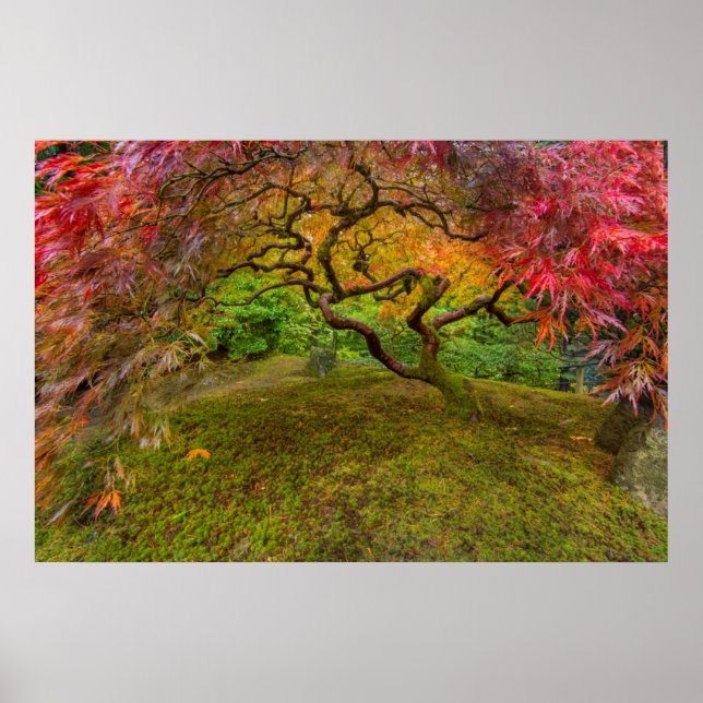 Japanese maple tree in autumn color poster (Front)