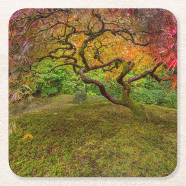 Japanese maple tree in autumn color square paper coaster (Front)