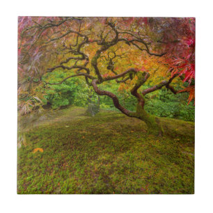 Japanese maple tree in autumn color tile