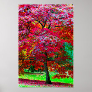 Japanese Maple Tree Poster