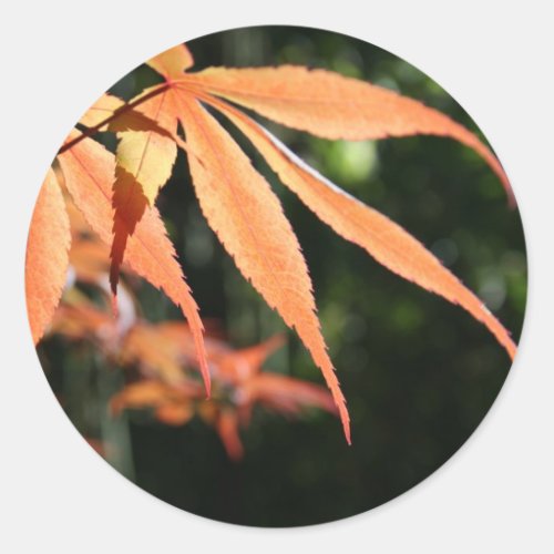 Japanese Maples 7 Round Sticker