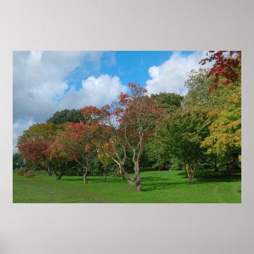 Japanese Maples Bute Park Cardiff Poster