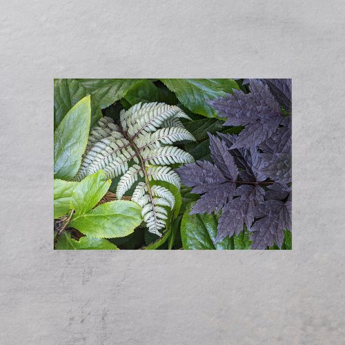 Japanese Painted Fern and Black Foliage Acrylic Print