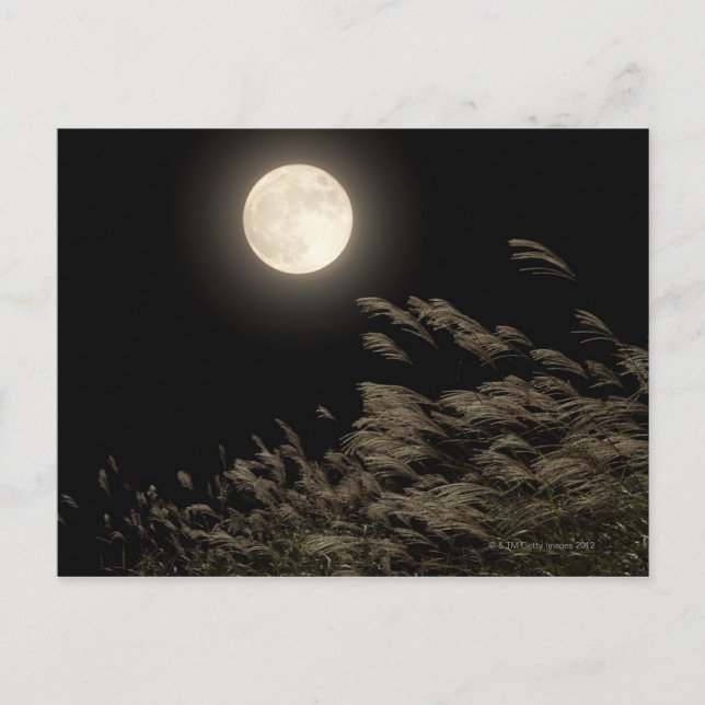 Japanese Pampas Grass Postcard (Front)