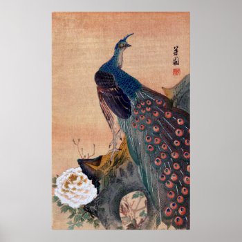 Japanese Peacock No.1 Poster by historicimage at Zazzle