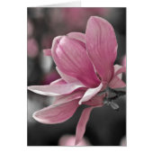 Japanese Pink Saucer Magnolia (Front)
