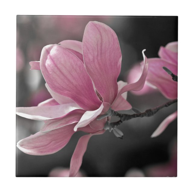 Japanese Pink Saucer Magnolia Ceramic Tile (Front)