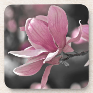 Japanese Pink Saucer Magnolia Drink Coaster