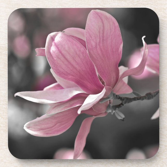 Japanese Pink Saucer Magnolia Drink Coaster (Front)