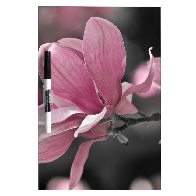 Japanese Pink Saucer Magnolia Dry-Erase Board (Front)