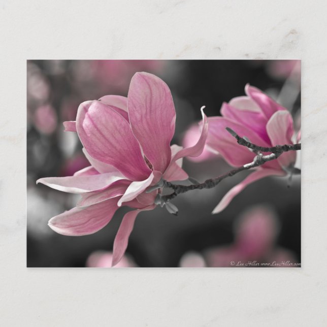 Japanese Pink Saucer Magnolia Postcard (Front)
