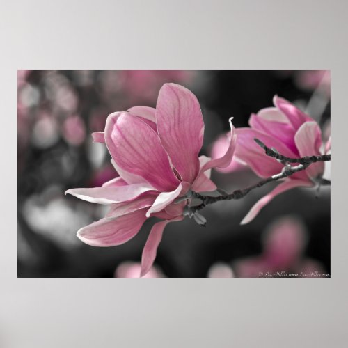 Japanese Pink Saucer Magnolia Poster
