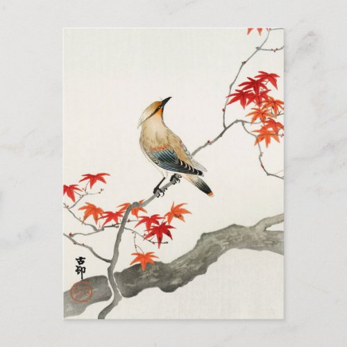 Japanese Plague Bird on Maple by Ohara Koson Postcard