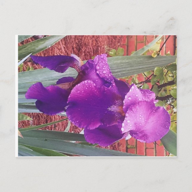 Japanese Purple Iris Postcard (Front)