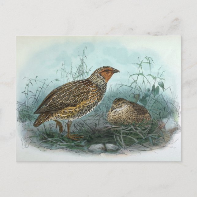 Japanese Quail Vintage Bird Illustration Postcard (Front)