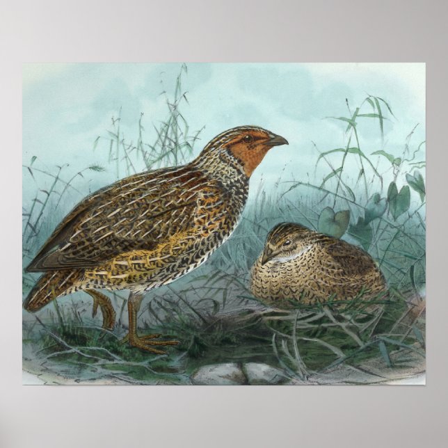 Japanese Quail Vintage Bird Illustration Poster (Front)